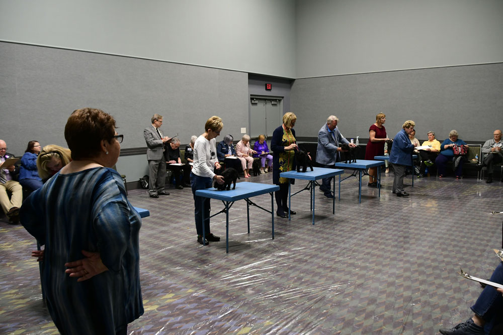 Hands-on portion of Judging Seminar at 2018 AKC National Show.