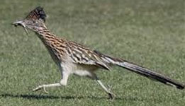 Road Runner Bird